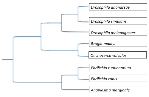 Phylogentic Tree