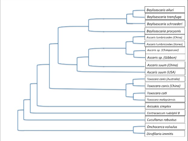 Phylogenetic Tree