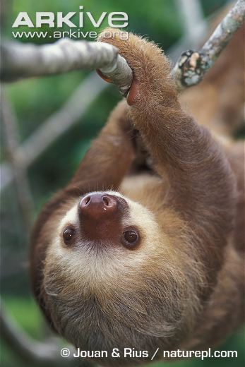 Young sloth climbing along tree. From arkive.org, used for educational purposes only.