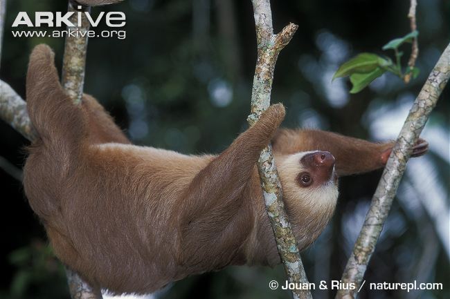 An example of sloth movement between trees.  From arkive.org, used for educational purposes only.