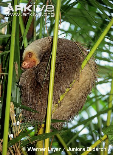 A two-toed sloth taking a nap.  From arkive.org, used for educational purposes only.