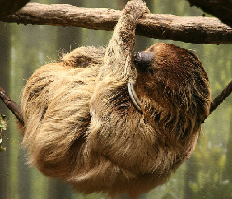 Sloth