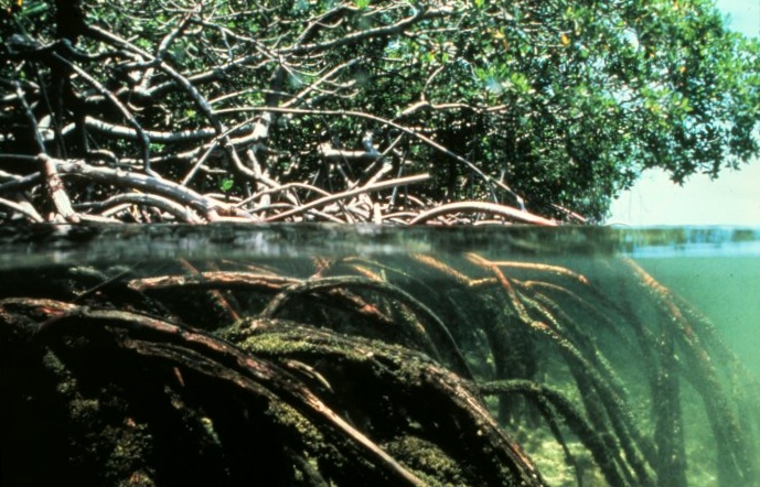 Borrowed from http://en.wikipedia.org/wiki/Mangrove