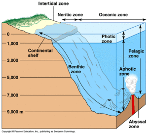 Used with permssion by https://microbewiki.kenyon.edu/index.php/Benthic_Zone