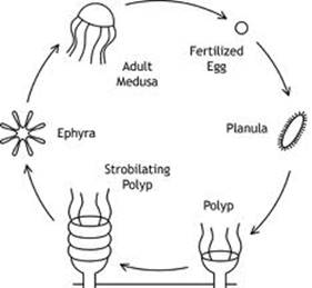 Used with permission by https://www.jellyfishart.com/kb/jellyfish-biology/jellyfish-reproduction