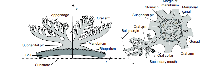 borrowed from Santhanakrishnan et al. 2012