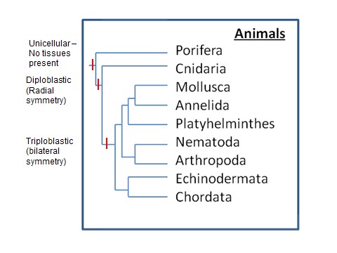 used with permission by uwl biology department