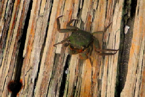 borrowed from This next organism is Aratus Pisonii, and is referred to as the Mangrove Tree Crab. It is the only crab found in its genus. You can find additional information on this creature by visiting https://bioweb.uwlax.edu/bio203/s2014/case_zac2/. 