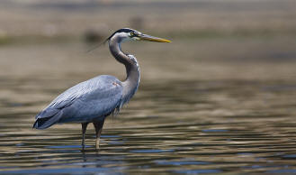 Blue Heron