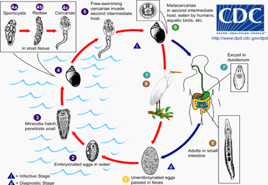 Life Cycle: cdc.gov