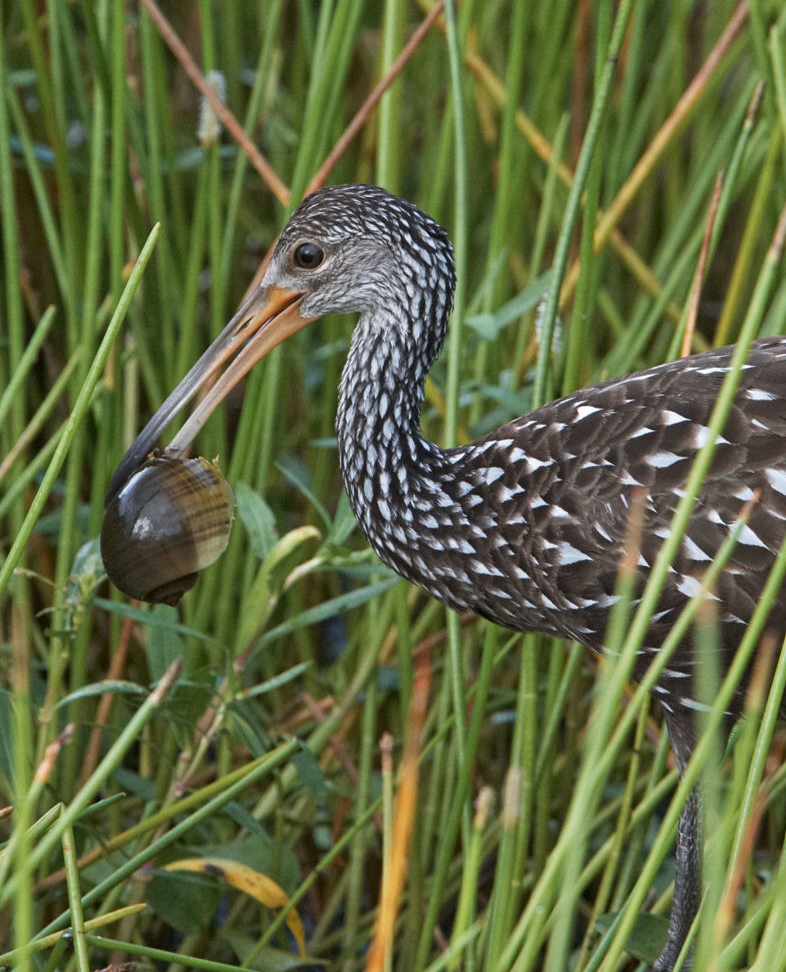 Bird Eating Snail-Wikipedia