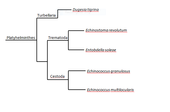 Phylogenetic Tree of Echinostoma revolutum