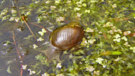 Snail 2