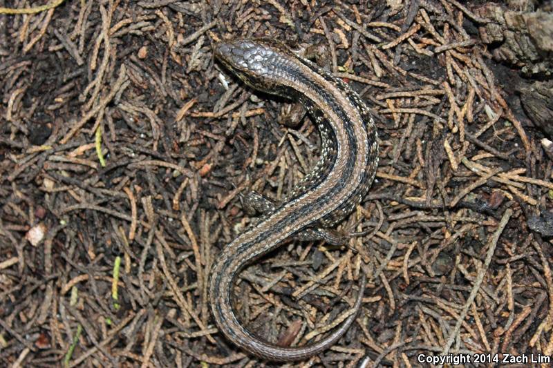 Different shades of lizard