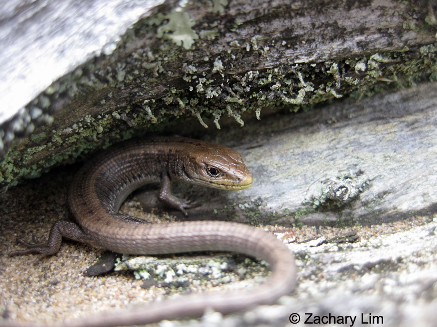 Laying under a log