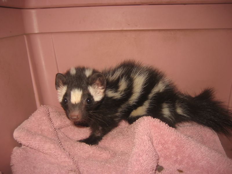 skunk