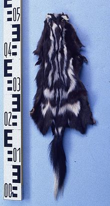 pelt