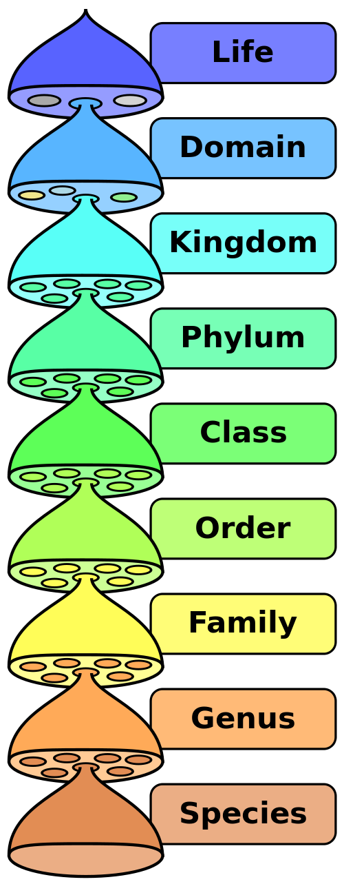 Taxonomical Classification, Photgraphy Credit: L. Pengo