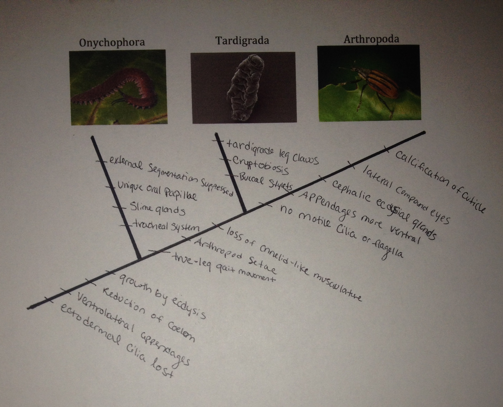 phylogenetic tree