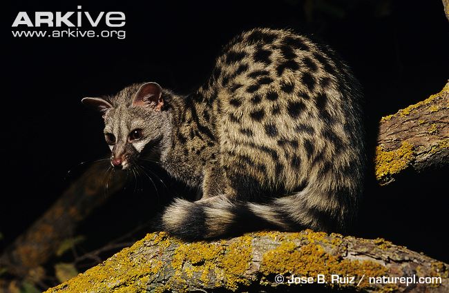 Common Genet 