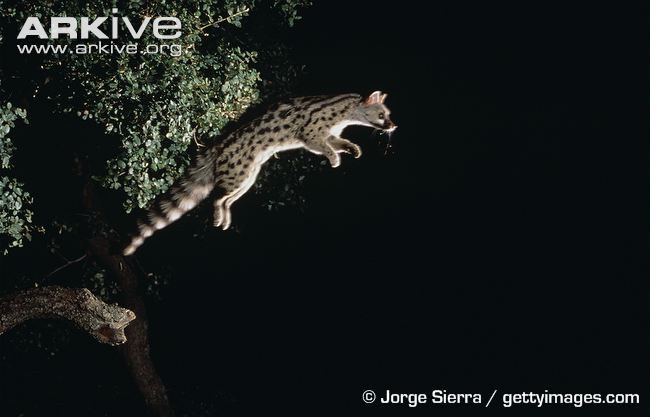 Common Genet Jumping