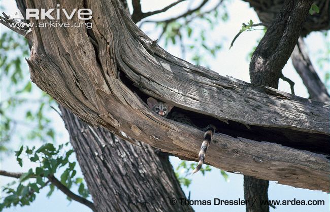 Common genet habitat