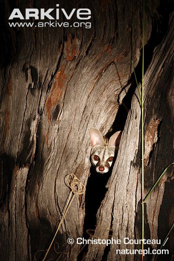 Common genet in tree