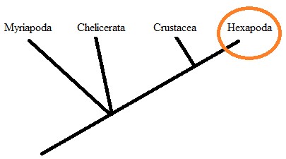 The relationship of extant Arthropoda. Drawn by Abigail Styczynski.