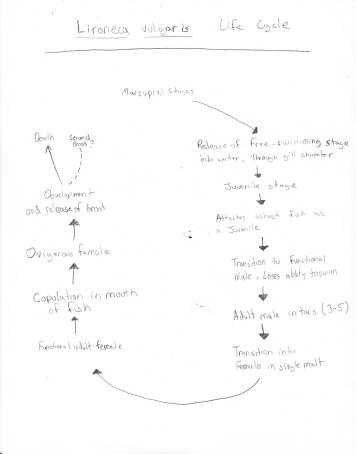 Life Cycle of Lironeca vulgaris. Drawing by Austin Thompson based by Brusca 1978.