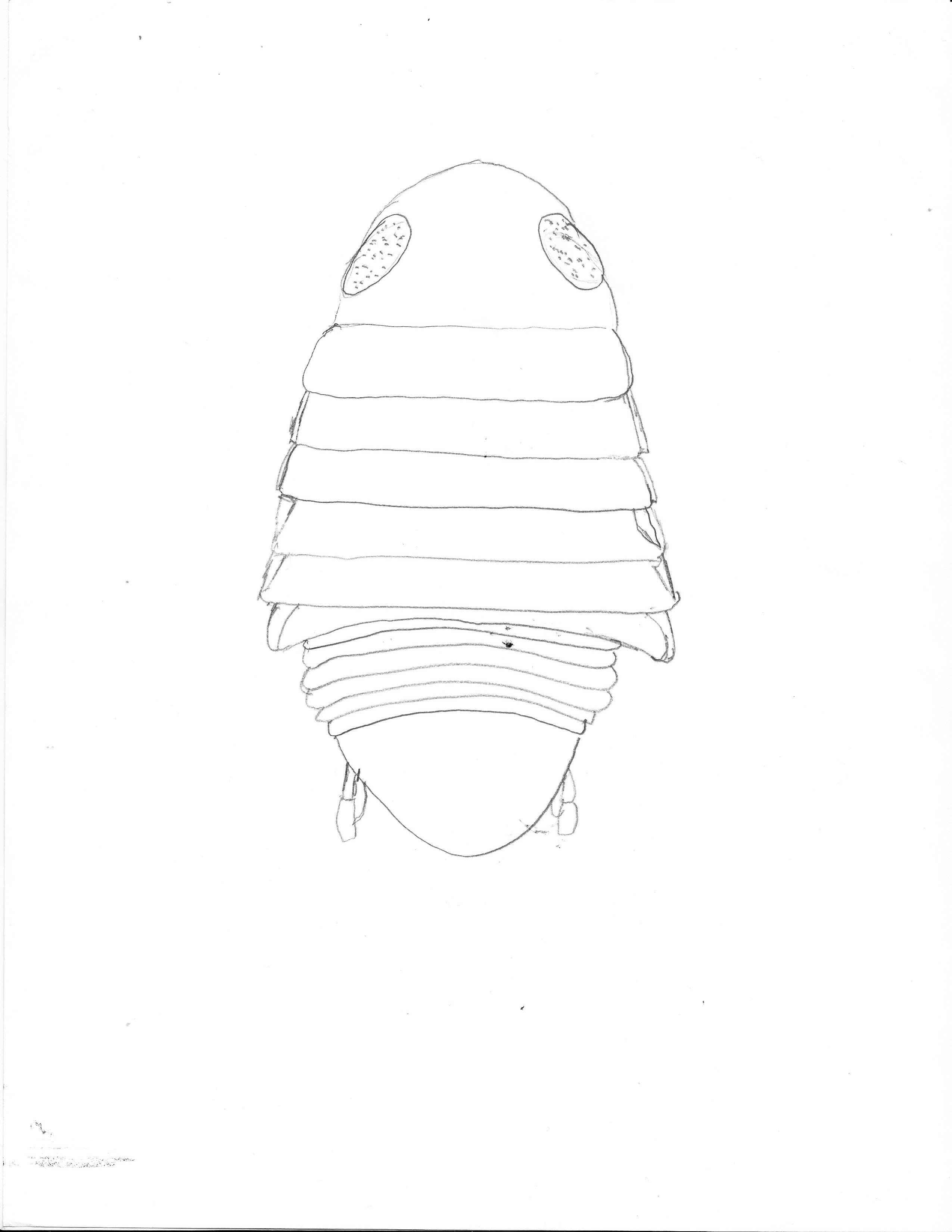 Dorsal drawing of Lironeca vulgaris. Drawing by Austin Thompson.