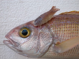 Isopod parasite on a fish. Pic by Jean-Lou Justine