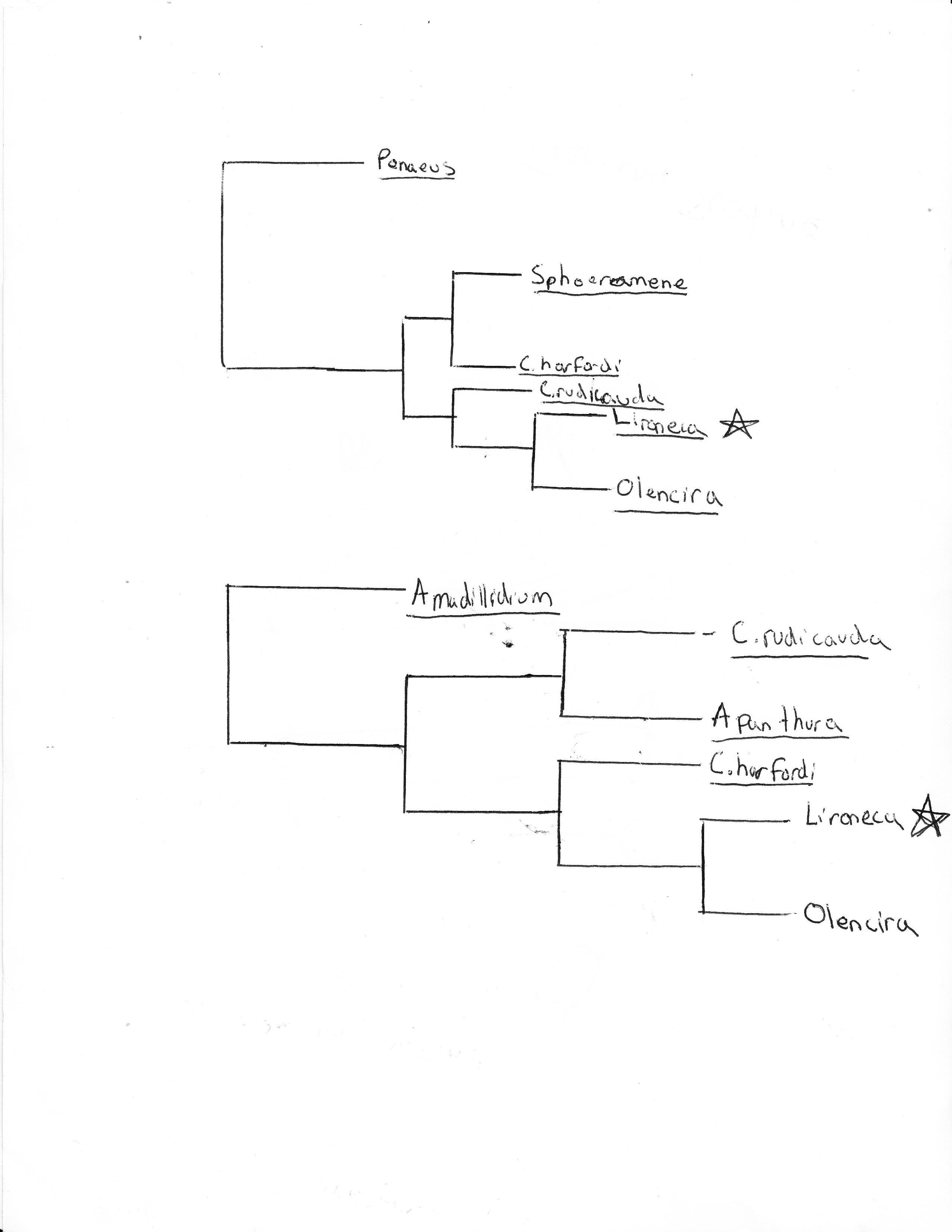 Phylogentic tree. Drawn by Austin Thompson based by Regina Wetzer