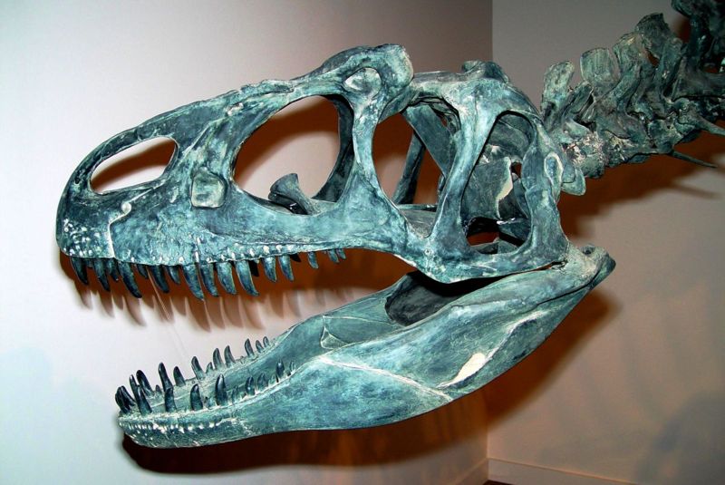 Allosaurus skull