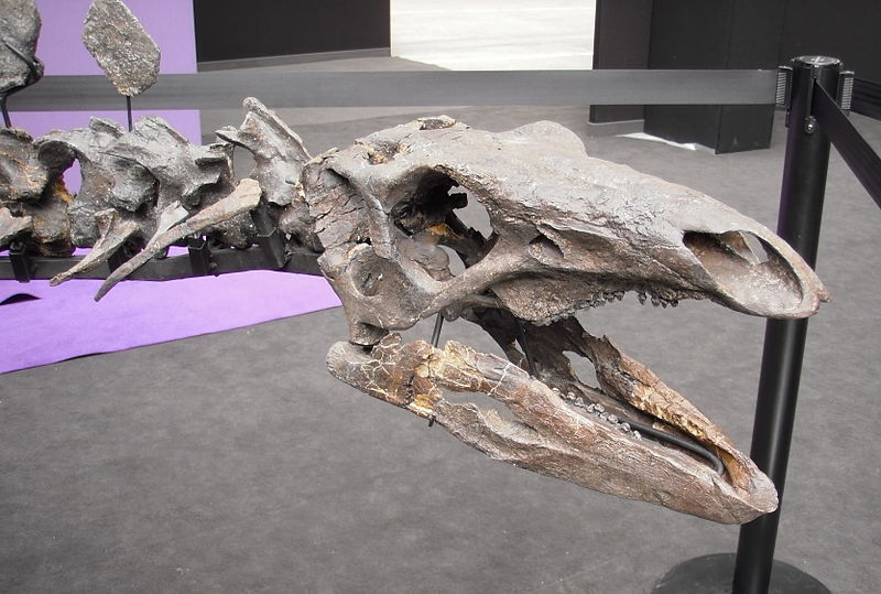 Stegosaurus skull