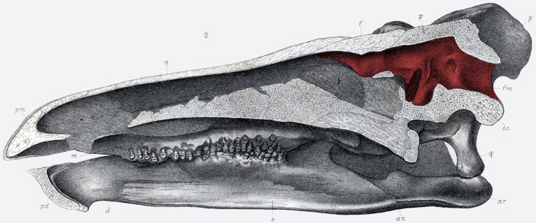 Stegosaurus head