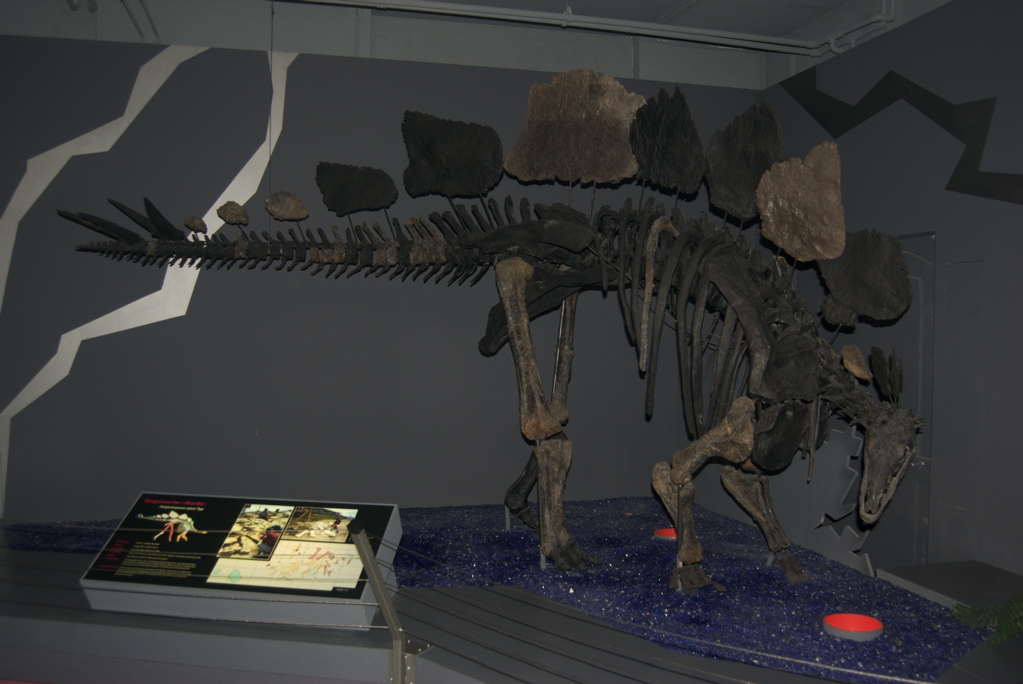 Adult Stegosaurus