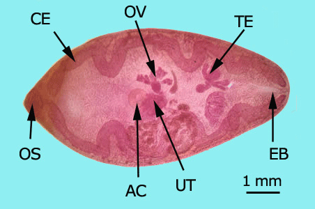 P. wester adult