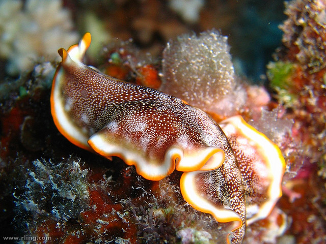 Aquatic flatworm; Photo by Richard Ling, Retrieved from: https://www.flickr.com/photos/rling/1970541317/in/photolist-4VXJcR-418xhi-6fncr7-4DA3MX-8G2JmW-x4iMV-8HLR7x-bfMMV4-8c3cMW-6cQ8cB-nkcDP-go7Zii-8LWB2d-WSjN4-A4c7b-9e8zi4-25Tp9y-9xz94k-hoLLEh-cjP5CN-i9DAk8-yBR3Y-5XAFQD-242tA8-69Lcnd-9fRPqr-9wPivh-dUWSUP-aEf3np-hjeppX-4MbzcW-p4ZW5-j9W1Hh-fsmBr4-5baqas-aCMYL9-fcYYVU-zwh6W-5bFhY-isrktc-eKuXmp-m2qjD3-wV3nH-9a4Med-9e9FaT-4SgbMP-fpBq58-adAoCB-89oUz7-69WQ9r