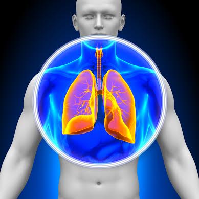 Third host: the human lungs; Credited to Shutterstock