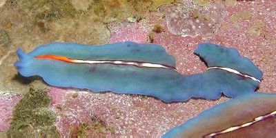 Damaged flatworm