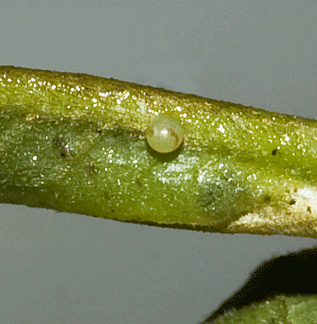 Zebra Swallowtail egg.  Photo courtesy of Susan Snyder. 