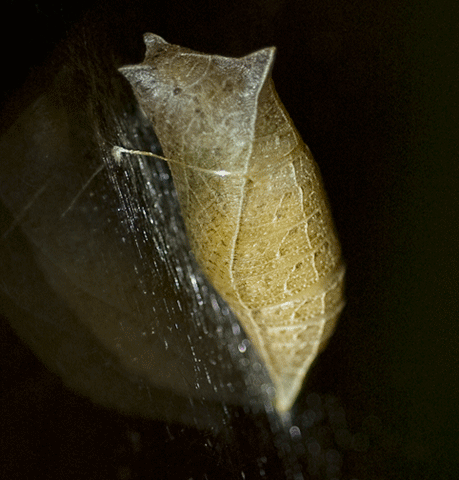 Zebra Swallowtail Pupa.  Photo courtesy of Susan Snyder.