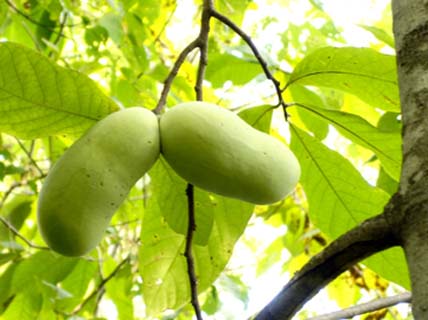 Paw paw tree that the zebra swallowtail butterfly feeds and lays  eggs on. Photo courtesy of blossomnursery.com