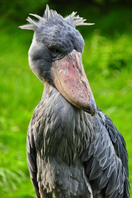 Shoebill Stork