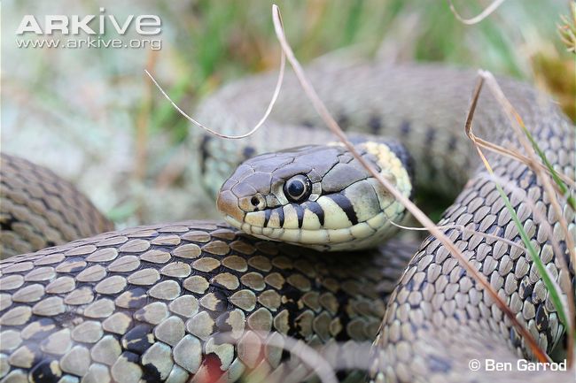 Photographed by Ben Garrod from Arkive.org.