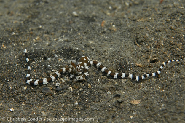 Wunderpus hiding in dug out den in sand. Photo credit: Christian Loader, Scuba Zoo