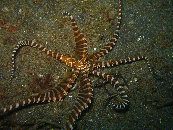 Wunderpus preparing to forage through the sediment. Photo credit: Dr. Christine Huffard