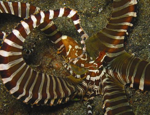 Wunderpus in its natural habitat. Photo credit: Dr. Christine Huffard