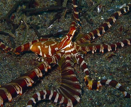 Wunderpus in its natural habitat. Photo credit: Dr. Christine Huffard