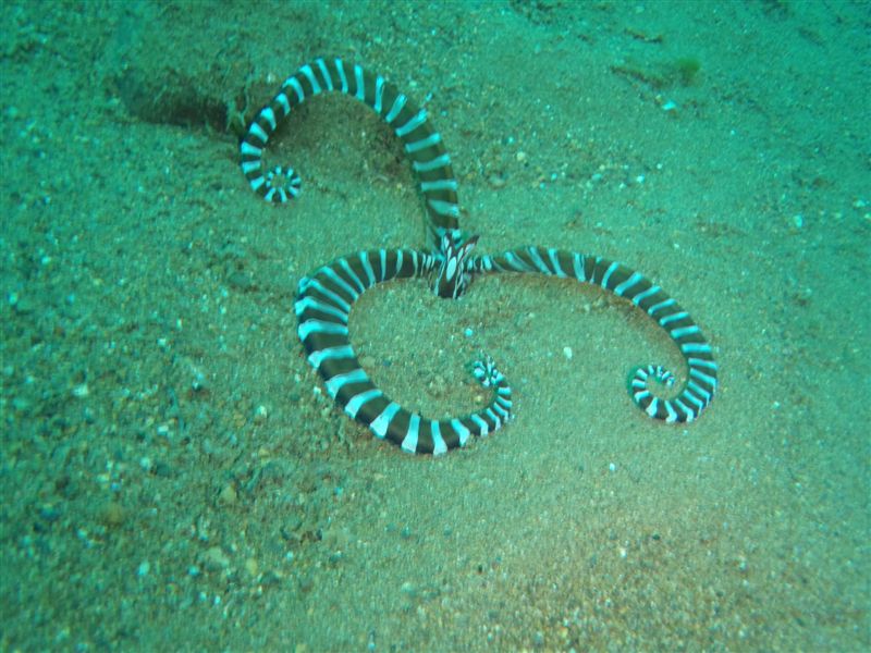 The white markings that aid in camouflage can be seen on this Wunderpus. Photo credit: Nicholas Simpson